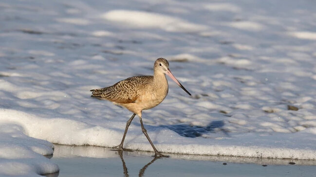 11 min kilometrlik səyahətin qorxunc dəyəri: Öz orqanlarını "yeyirlər"
