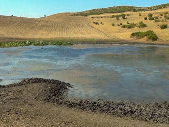 Qurbağaların səsinə görə yerini dəyişən kənd: Cəlilabadın sərvət dolu gölü niyə baxımsız qalıb?