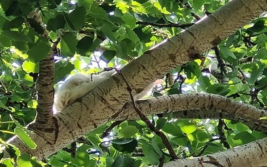 Şamaxıda pişik bir həftədir ağacda qalıb - FOTO