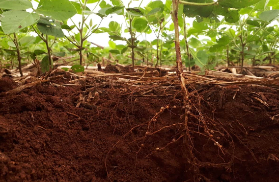 Bitkilər yerin dərinliklərində "böyük sirr" saxlayırlar