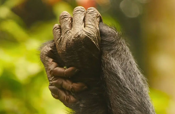 Bonobo dişiləri - Heyvanlar aləmində erkəkləri cilovda saxlamağı bacaran yeganə varlıqlar