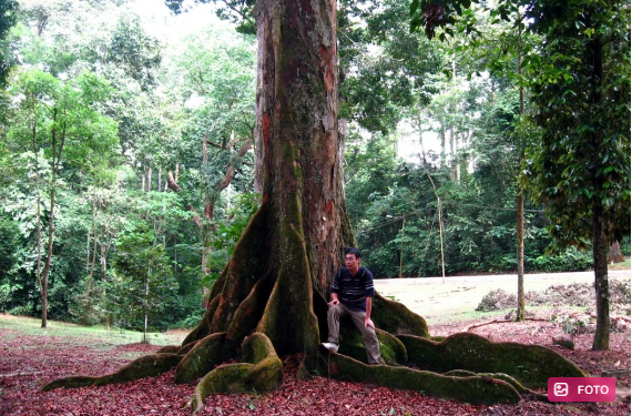 Borneodan Asiyaya "portal": İki milyon yaşı olan ağacın sirri açıldı