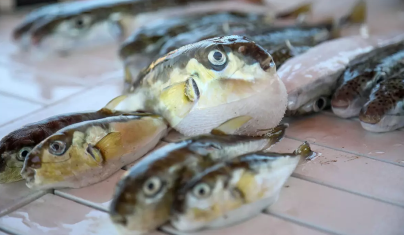 Bu balığı tutdular deyə dövlət onlara milyonlarca pul ödədi - VİDEO