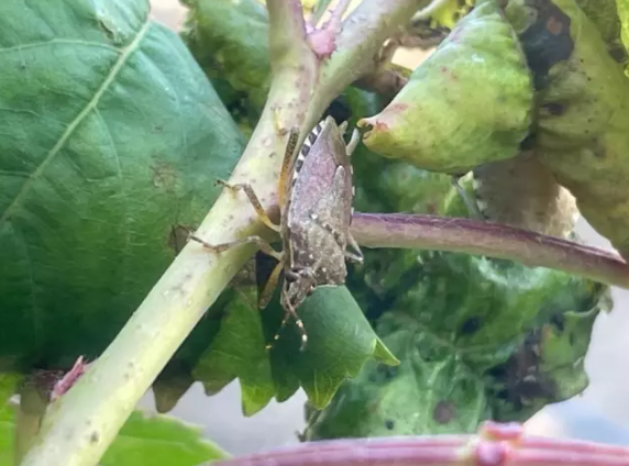 Bu böcəklər kənd təsərrüfatının kabusuna çevrilib, fermerlər kömək istəyir