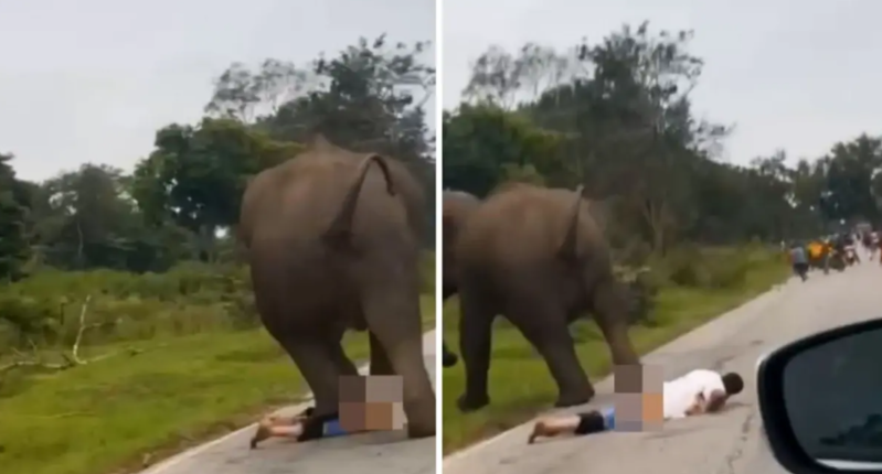 Hindistanda fillə selfi çəkmək istəyən turist ağır yaralandı