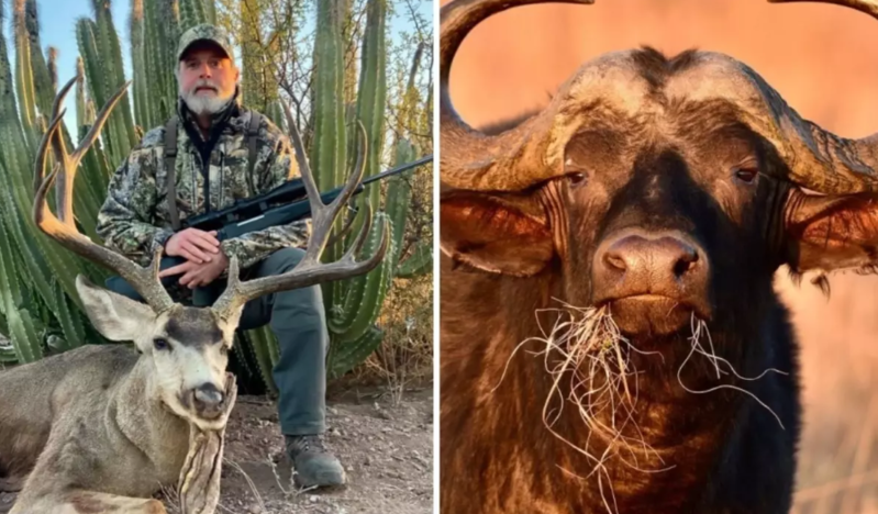 Milyonçu ovçu bufalonun hücumuna məruz qalaraq həlak oldu