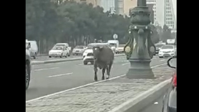 Bakının mərkəzində buğa avtomobillərlə "yarış"a çıxdı (VİDEO)
