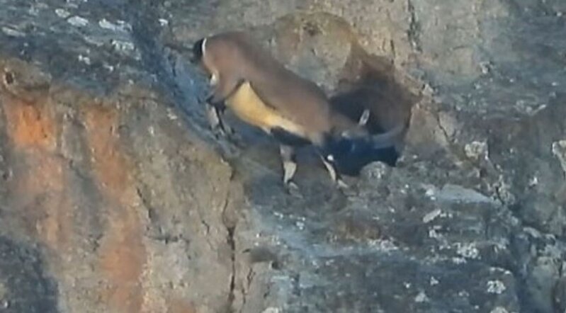 Nəhəng buynuzlarına baxmayaraq mağaraya daxil ola bildi - VİDEO