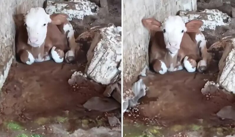 Bədbəxt buzov: Xarici görünüşünə görə anası belə onu qəbul etmir - VİDEO