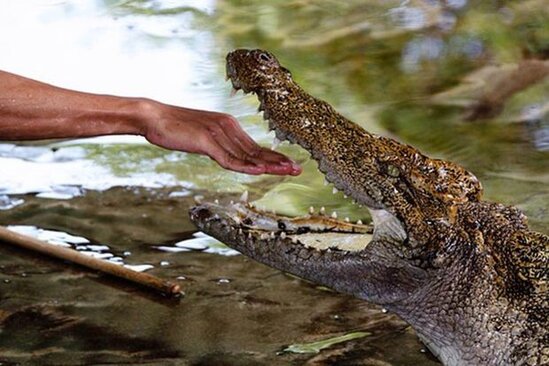 Üç timsahla vuruşdu və onlardan birinə görün nə etdi