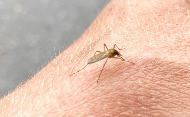 Ağcaqanadlar bəzi insanları niyə daha çox dişləyirlər?