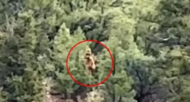 ABŞ-də bir qrup turist "qar adamını" lentə alıb