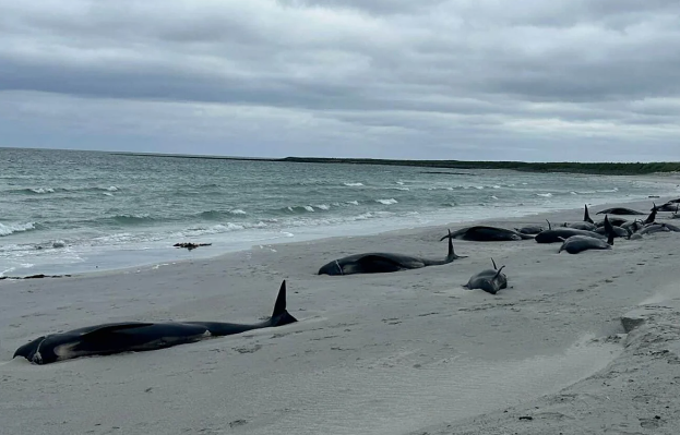 Rusiyada qorxunc mənzərə: Sahillərdə yüzlərlə ölü delfin tapıldı
