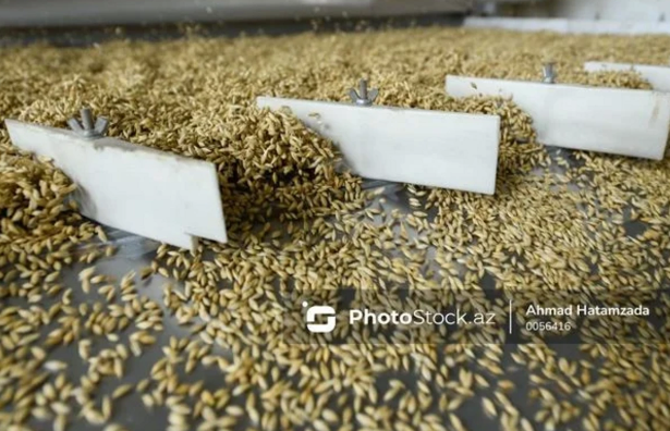 Qazaxıstan Azərbaycana bir milyon tondan çox buğda tədarük etməyə hazırdır