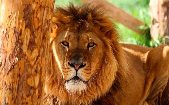 Antalyada şir zooparkdan qaçıb, bir nəfəri yaralayıb