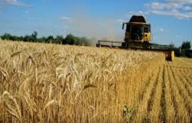 Samuxda FACİƏ: əkin sahəsindən 63 yaşlı kişi meyiti tapıldı