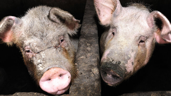 Azərbaycanda ən çox donuz olan rayonlar