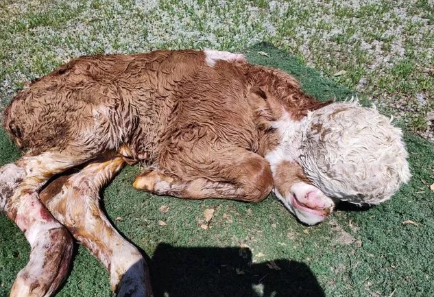 Beyni dəri altında, gözsüz... - Yeni doğulan buzov görənləri QORXUTDU - VİDEO