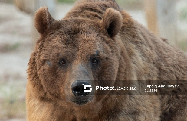 Naxçıvanda ayı ata və oğula hücum edib