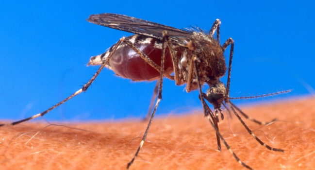 ÜST-dən xəbərdarlıq: "Ağcaqanad mənşəli təhlükəli virus yayılır