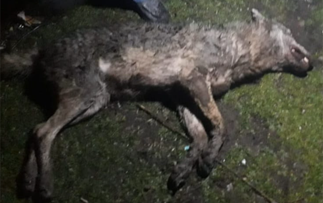 Canavar kənd sakinlərinə hücum etdi