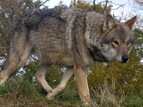 Kürdəmirdə canavarlar kəndə hücum edib