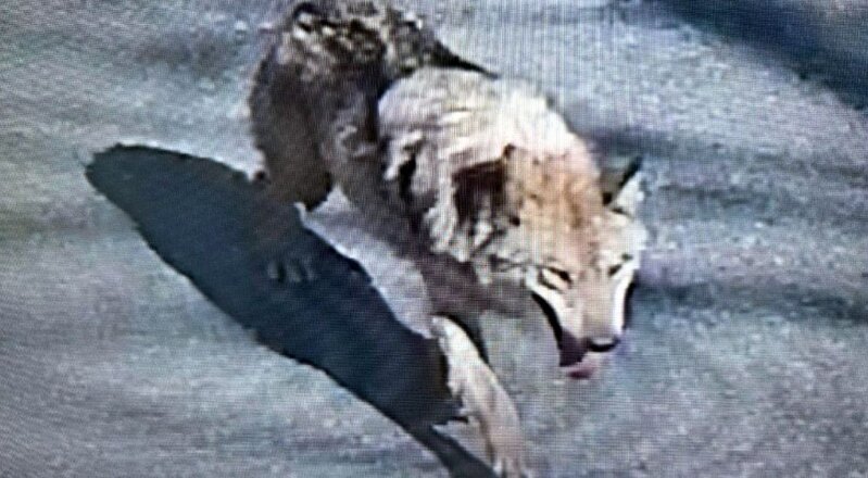 Şəhərdə "yırtıcı" həyəcanı - tunel qazıb qaçan canavar panikaya səbəb oldu