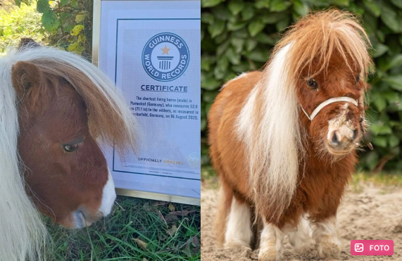 Dünyanın ən kiçik atı tapıldı