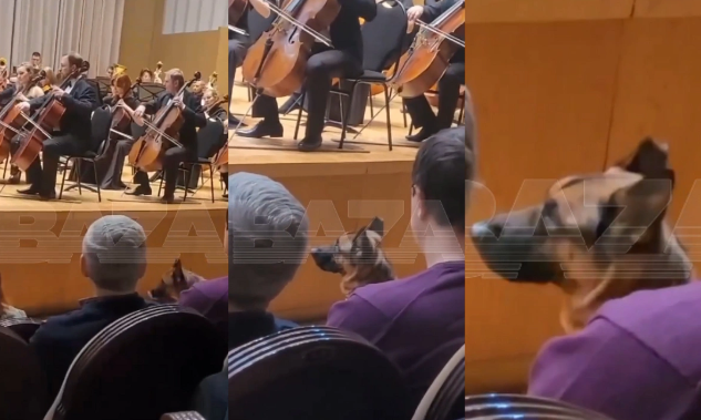 Saatlarla Çaykovskiyə qulaq asan it hər kəsi təəccübləndirib