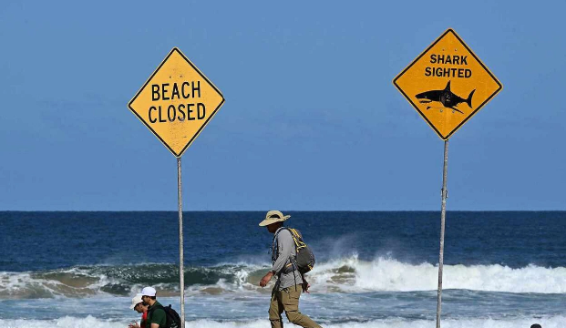 Sidneydə köpəkbalığı sörfinqlə məşğul olan imdançıya hücum edərək hər iki ayağını qoparıb