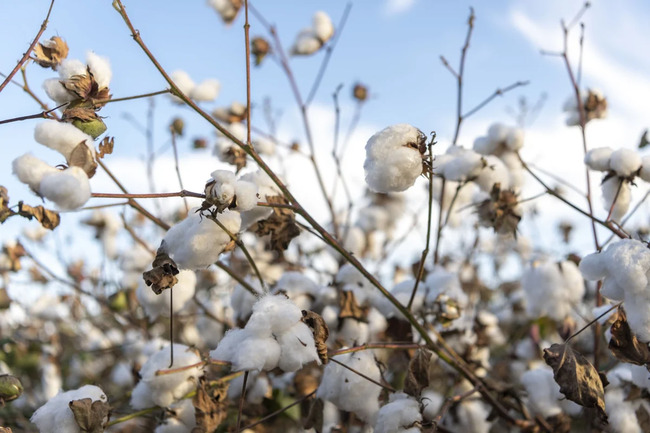 Azərbaycanda pambıq mahlıcı istehsalı 16 % artıb