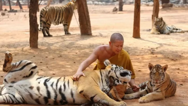 Tailandda ölümcül virus: 72 pələng öldü