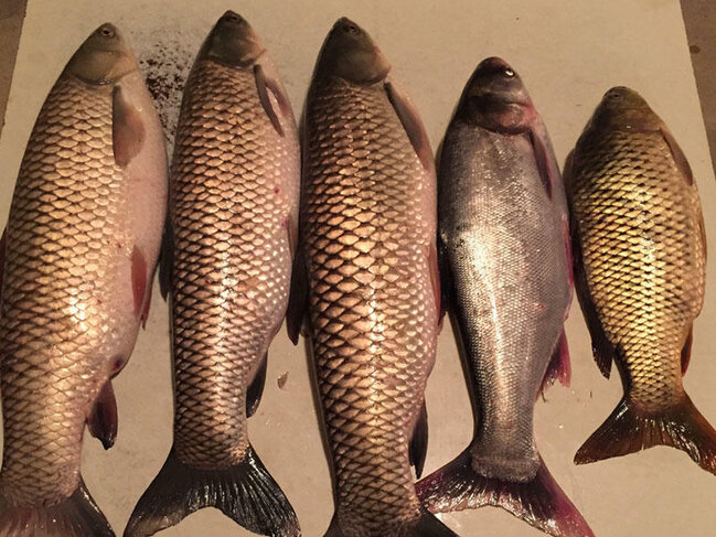 Bazarda qiymətlər bahalaşdı - Bu balığın kiloqramı 30 manata satılır