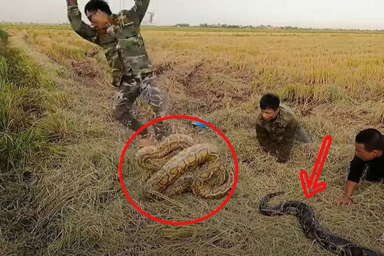 Nəhəng ilanla güləş sosial şəbəkə istifadəçilərini heyrətləndirdi - FOTO/VİDEO