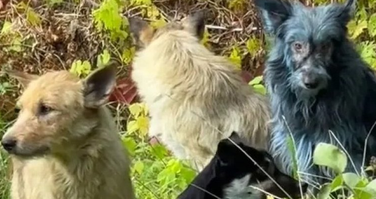 Çernobildə itlər anidən mavi rəngə dönməyə başlayıb! Səbəb araşdırılır - VİDEO