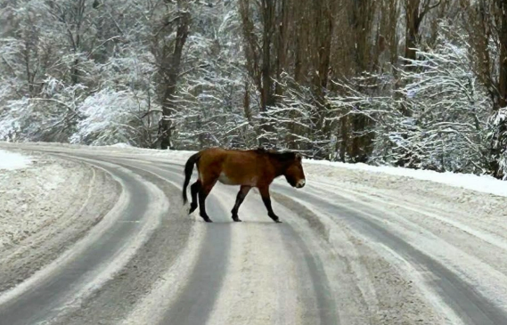 Çernobıl yaxınlığında nadir at görüntüləndi
