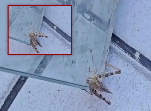 Bakıya çəyirtkələrin kütləvi axını - SƏBƏB NƏDİR?