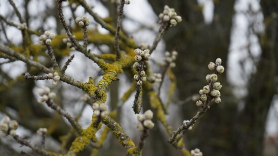Ədirnədə badam ağacları çiçək açıb