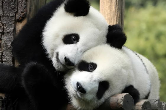 Çin ABŞ-yə iki panda verəcək - SƏBƏB
