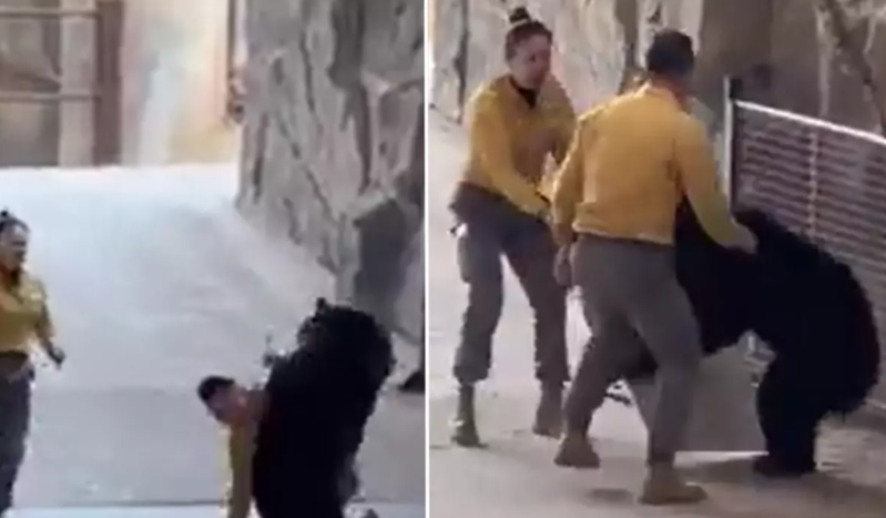Zooparkda ayı baxıcısına hücum edib - VİDEO