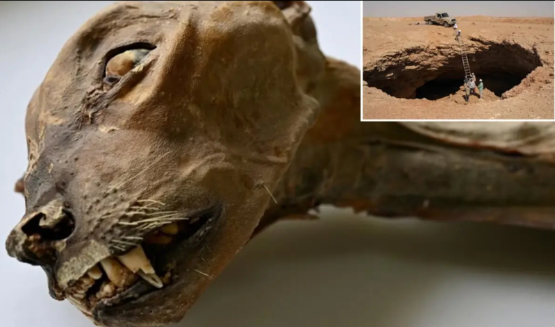 Səudiyyə Ərəbistanında 7 təbii mumiyalaşmış pişik skeleti tapılıb - VİDEO