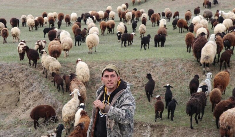 Dronla çobanlıq: Qoyun sürüsünü 30 saniyəyə toplandı - VİDEO