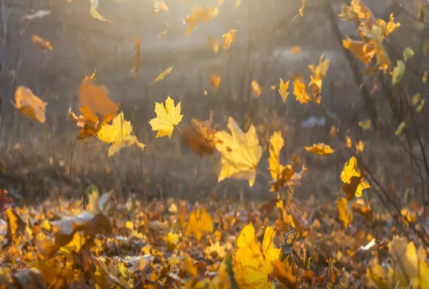 Tökülən yarpaqları 3 yerdə saxlayın