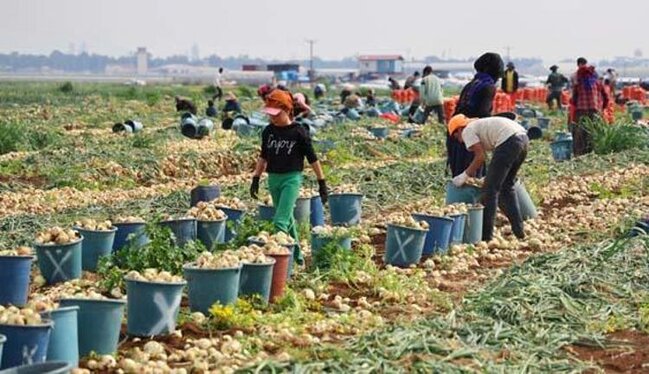 Qiyməti 30 qəpiyə düşdü: Damarları açır, şəkəri tənzimləyir, mikrobları qırır