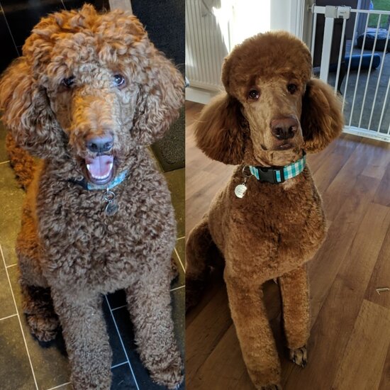 Bərbərxanadan çıxan heyvanlar - FOTOLENT