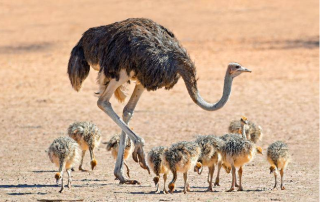 Gözü beynindən böyük olan canlı
