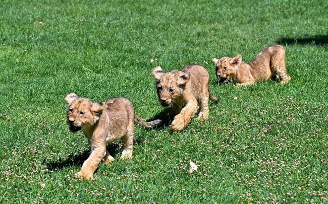 Türkiyədə Ərdoğana hədiyyə edilən şir balalarına ad axtarılır