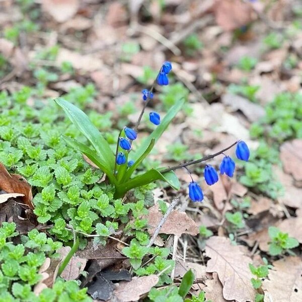 Ağsuda bitən Sibir Zümrüdçiçəyi - FOTO