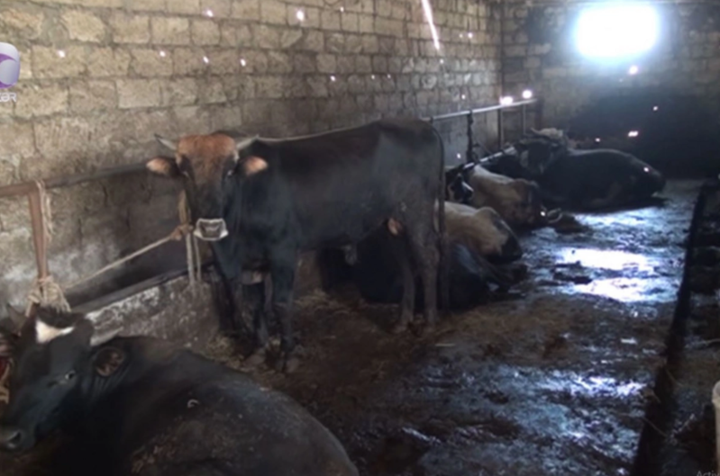 Dabaq xəstəliyi ilə bağlı saxta dərman satışı çoxalır - DİQQƏTLİ OLUN!