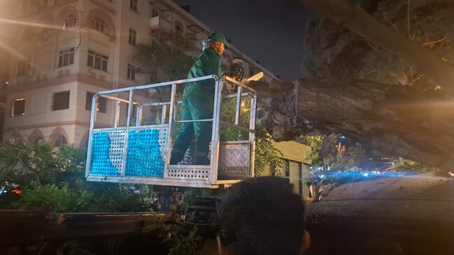 Dünəndən bəri Bakıda 41 ağac sınıb - Fotolar